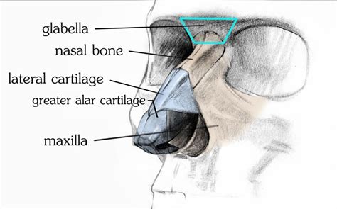 Stan Prokopenko How To Draw A Nose Anatomy And Structure Nose