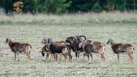 Varg Utrotar Mufflonfår I Tyskland Jakt And Jägare