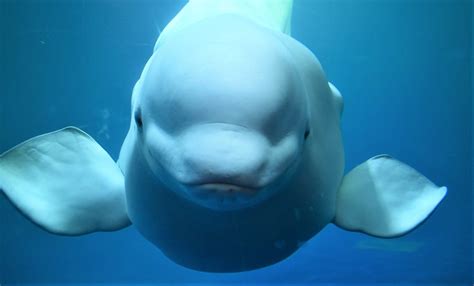 Whale Sanctuaries Where Orcas And Belugas Can Retire From Captivity