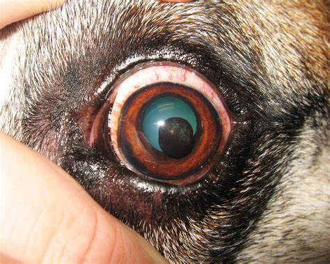 Uveal Cysts Veterinary Ophthalmic Consulting
