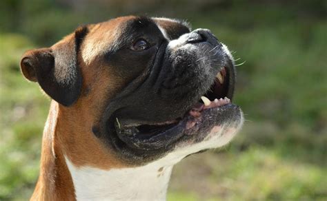 6 Curiosidades Interesantes Sobre La Raza De Perros Bóxer