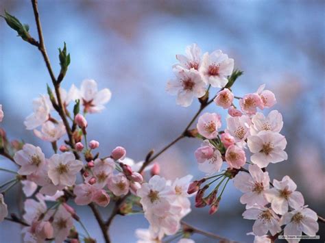 A collection of the top 55 cherry blossom desktop wallpapers and backgrounds available for please contact us if you want to publish a cherry blossom desktop wallpaper on our site. Cherry Blossom Desktop Wallpapers - Wallpaper Cave