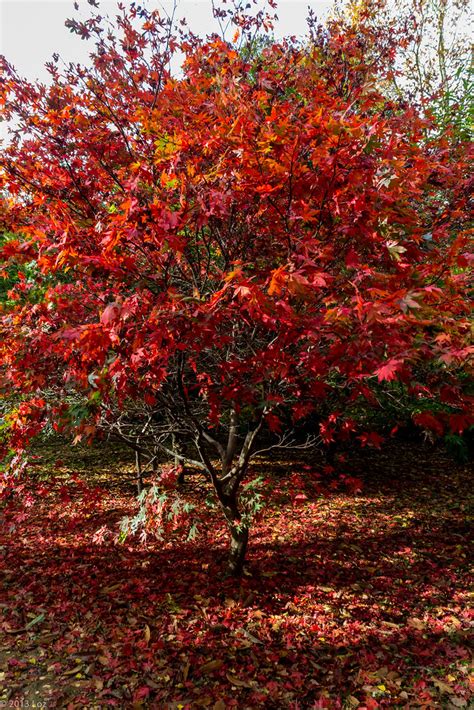 Autumn Colours 21 Autumn Colours At Winkworth Arboretum S Flickr