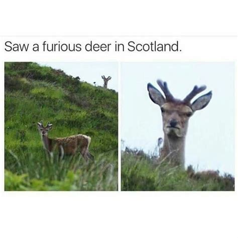 Oh Deer Meme Guy