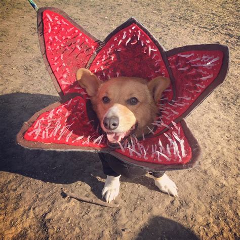 They are loyal and very protective of their owners. Specific Can someone please place this Corgi's ...