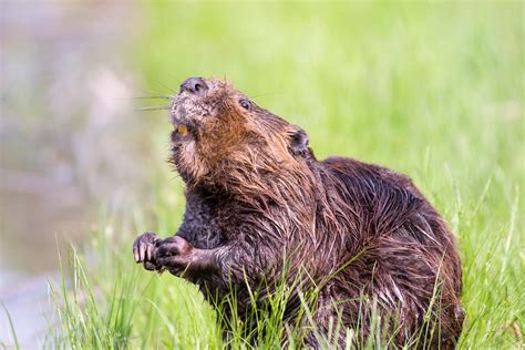 Beaver Facts To Prove They Re A Blessing To Nature Facts Net