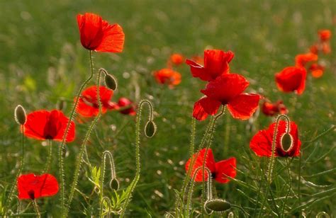 poppies, field, greens Wallpaper, HD Flowers 4K Wallpapers, Images ...