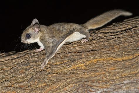 The Flying Squirrel - Danger Ranger Bear