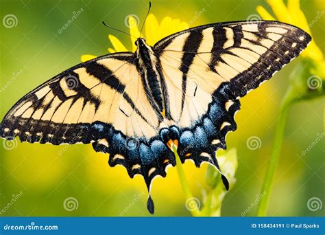 Tiger Swallowtail Immagine Stock Immagine Di Tigre 158434191