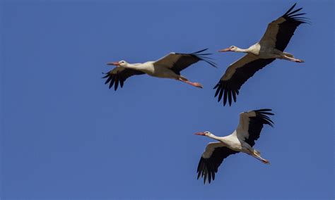 Electricity Company Takes Measures To Save Migrating Storks Türkiye News