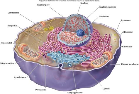 Cell Membranes Biology4isc 3354 Hot Sex Picture