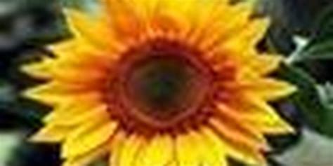 Baixar Sunflower Windows 7 Theme Grátis Download