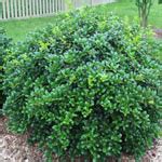 Pictures of Dwarf Evergreen Flowering Shrubs Zone 6