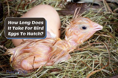 How Long Does It Take For Bird Eggs To Hatch Beginners Guide