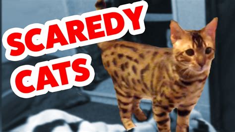 Funniest Scaredy Cat Home Videos Of 2016 Weekly