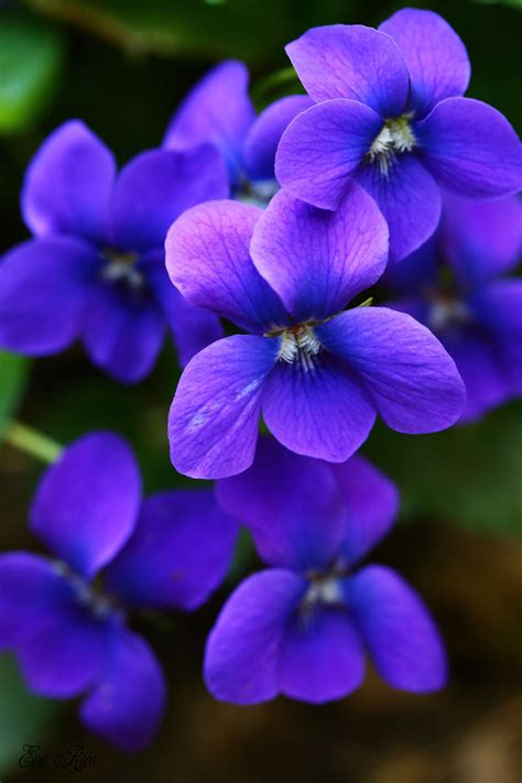 Lovely Violets By Eva Rios Ortega On 500px Violet Flower Birth