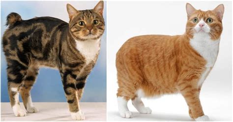 Feline 411 All About Manx Cats Cole And Marmalade