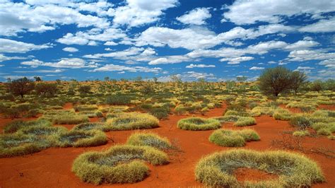Small Rings Of Green Grass In Desert Australia