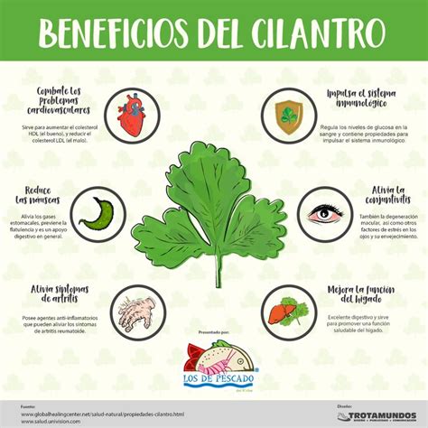Infograf A Beneficios Del Cilantro Beneficios De Alimentos Cilantro