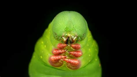 Caterpillar Caterpillar Face To Face Found At Ladang Pauh Banggul