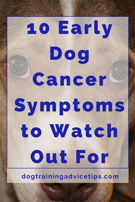 10 Early Dog Cancer Symptoms To Watch Out For Artofit