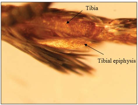 Insects Free Full Text Oviposition By Female Plodia Interpunctella Lepidoptera Pyralidae