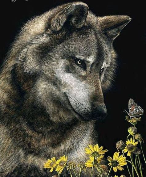 Lobo Wolf Photos Wolf Pictures Animal Pictures Beautiful Creatures