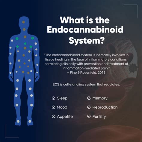 phytocannabinoids what is the endocannabinoid system