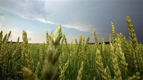 Climate change: Canada's prairies- a dust bowl within decades? - RCI ...