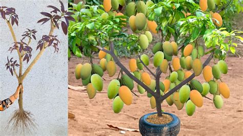 Unique Technique Grafting Mango Tree Using Banana And Aloe Vera Growing