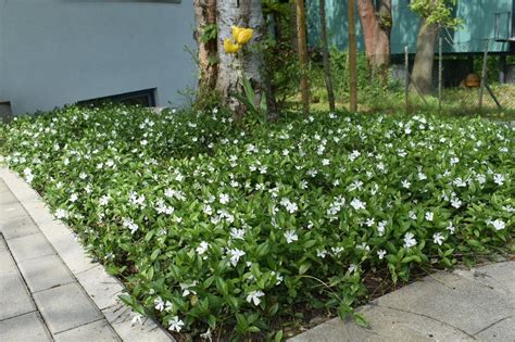 Ein garten im winter sieht immer trist und grau aus? Jungfernkraut Immergrün Alba in 2020 (mit Bildern ...