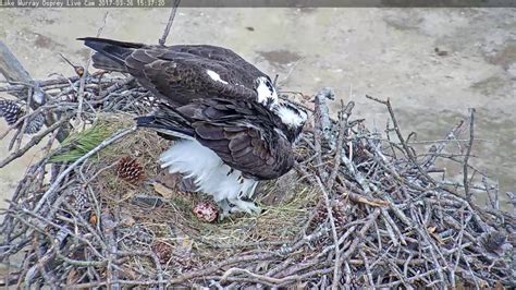 Osprey Lucy Lays Her First Egg With Ricky At Her Side 032617 Youtube
