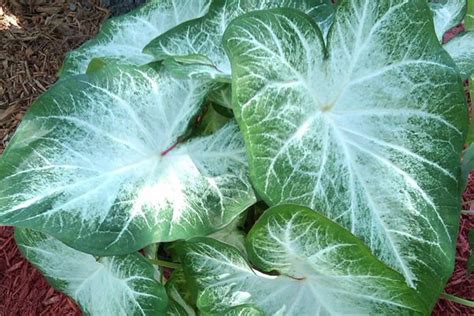 Check spelling or type a new query. Florida Boys Caladiums: Grey Ghost, Fancy Leaf Whites ...