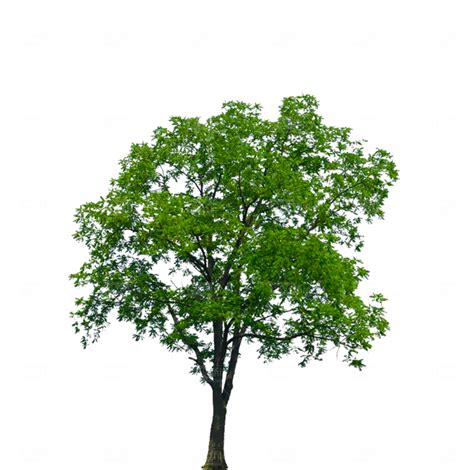 Isolated Tree On Transparent Picture Background Photo 944 Pngfile
