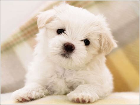 Small Sized Dogs Breedspet Photos Gallery Dog Pet Photos Gallery
