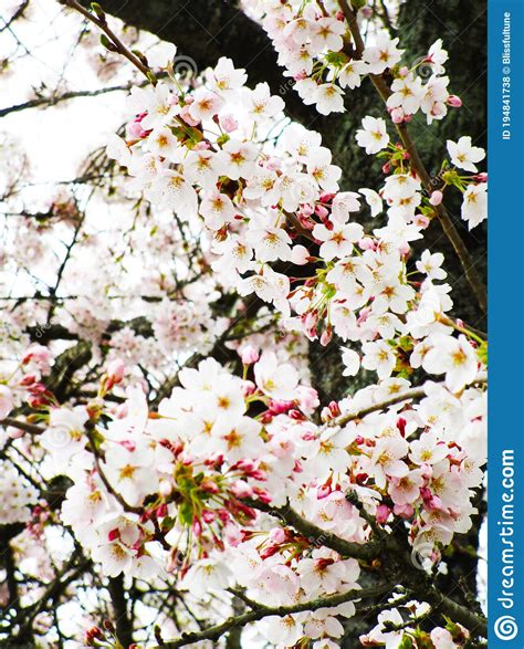 Bright Attractive Springtime Yoshino Akebono Cherry Blossom Flowers In