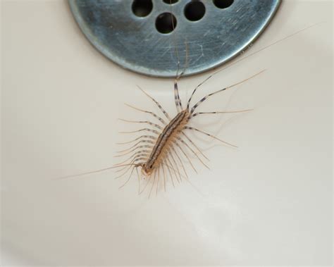 House Centipede Professional Pest Manager