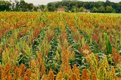 Sorghum Cultivation For High Yield