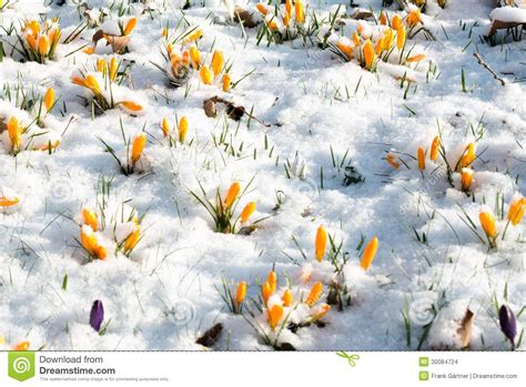Crocus Flowers In Snow Stock Images Image 30084724