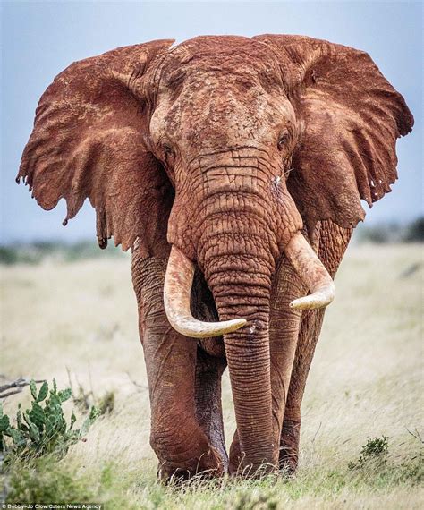 Nature Lover Spends A Decade Capturing Beautiful Photographs Of African Elephants In The Wild