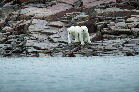 Polar Bears Along Hudson Bay Nunavut Photograph By Paul Souders