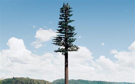 Maybe you would like to learn more about one of these? Cellphone Tower Pretends to Be Pine Tree | Sierra Club
