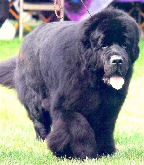 Doggies Dogs And Puppies Newfoundland Dogs Gentle Giant Dogs Of The