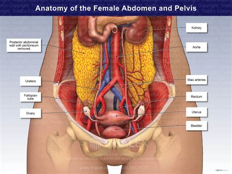 Anatomy Of Female Abdominal Organs