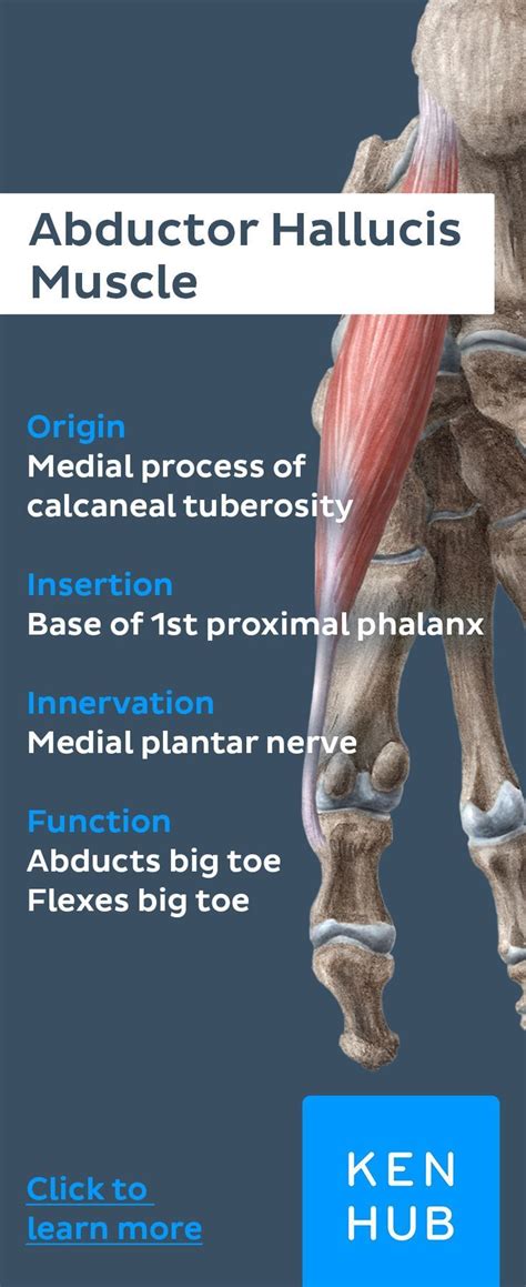 The plantar fascia connects the bottom of the heel bone to the ball of the foot and is essential to walking, running, and giving spring to the step. Medial plantar muscles of the foot | Muscle anatomy, Human ...
