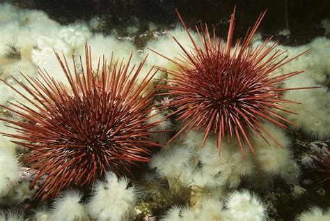 Red Sea Urchin Photograph By Andrew J Martinez Fine Art America