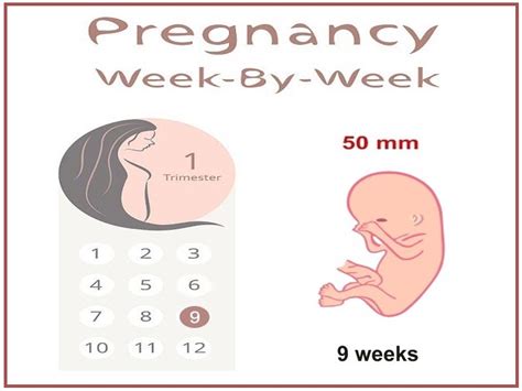 9 Weeks Pregnant Twins