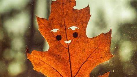Funny Autumn Wallpapers Top Free Funny Autumn Backgrounds