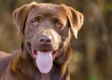 Chocolate Labrador Retriever Dog Stock Image Image Of Pound Newfie
