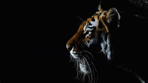 4K Tiger Wallpaper - KoLPaPer - Awesome Free HD Wallpapers